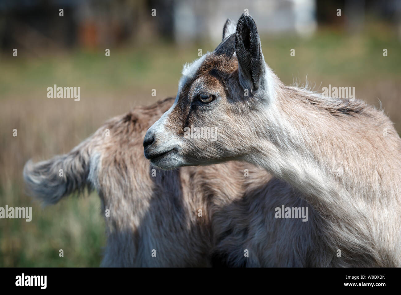 Goatling belle attachante à retour dans le pré Banque D'Images