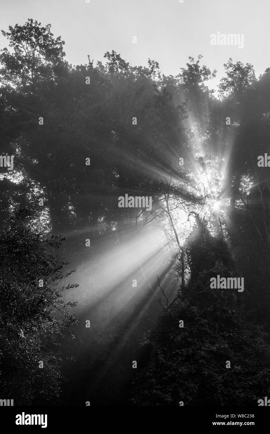 Vue sur la forêt en coupe du soleil à travers le brouillard et les arbres Banque D'Images
