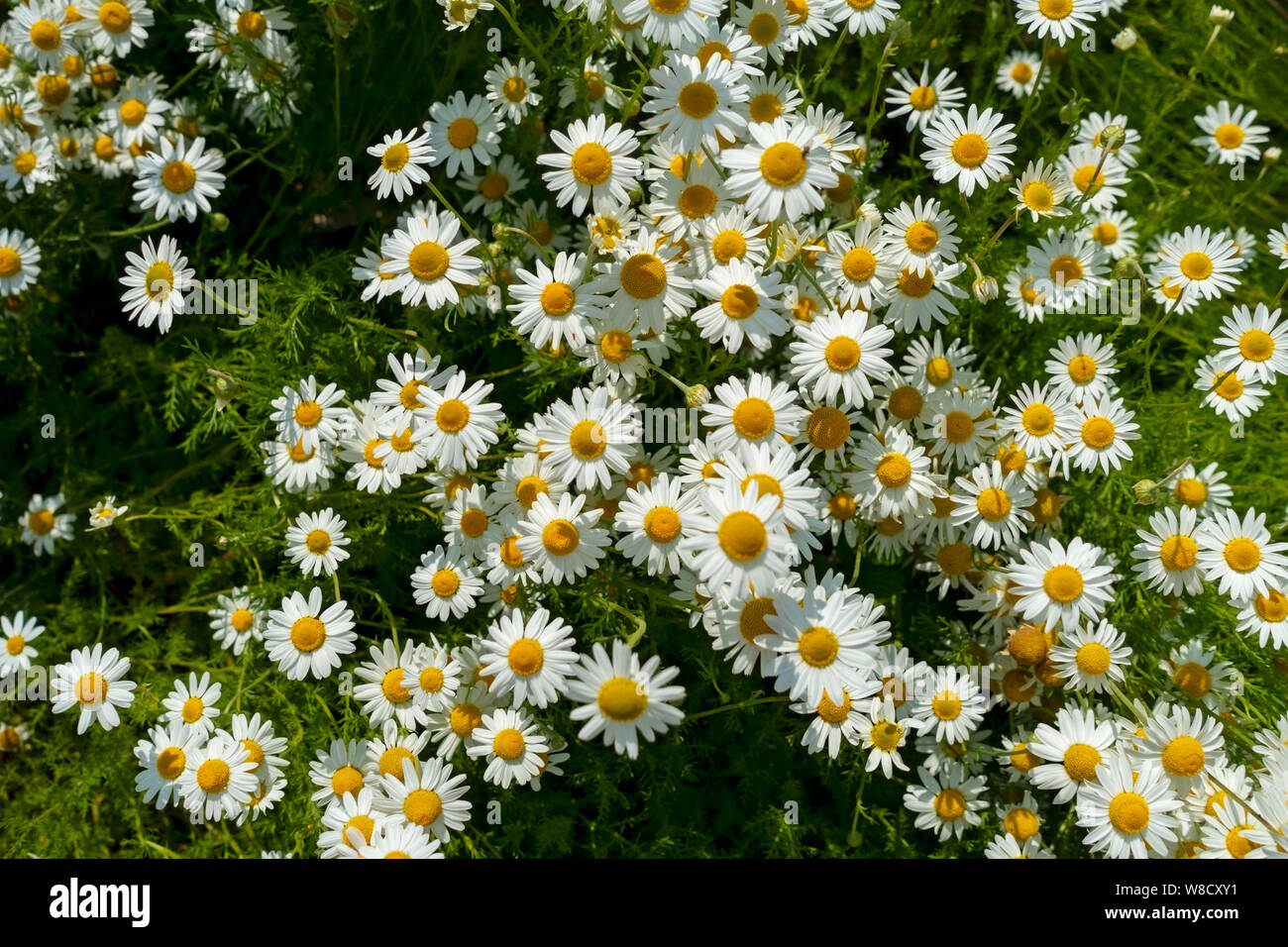 Gros plan de fleurs camomille blanches fleurs fleurir en été Angleterre Royaume-Uni Grande-Bretagne Banque D'Images