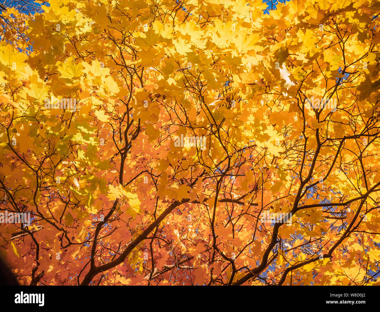 Tops jaune d'automne érable à feuilles d'or de l'automne contre le ciel bleu au jour de l'automne - automne fond Vue de dessous Banque D'Images