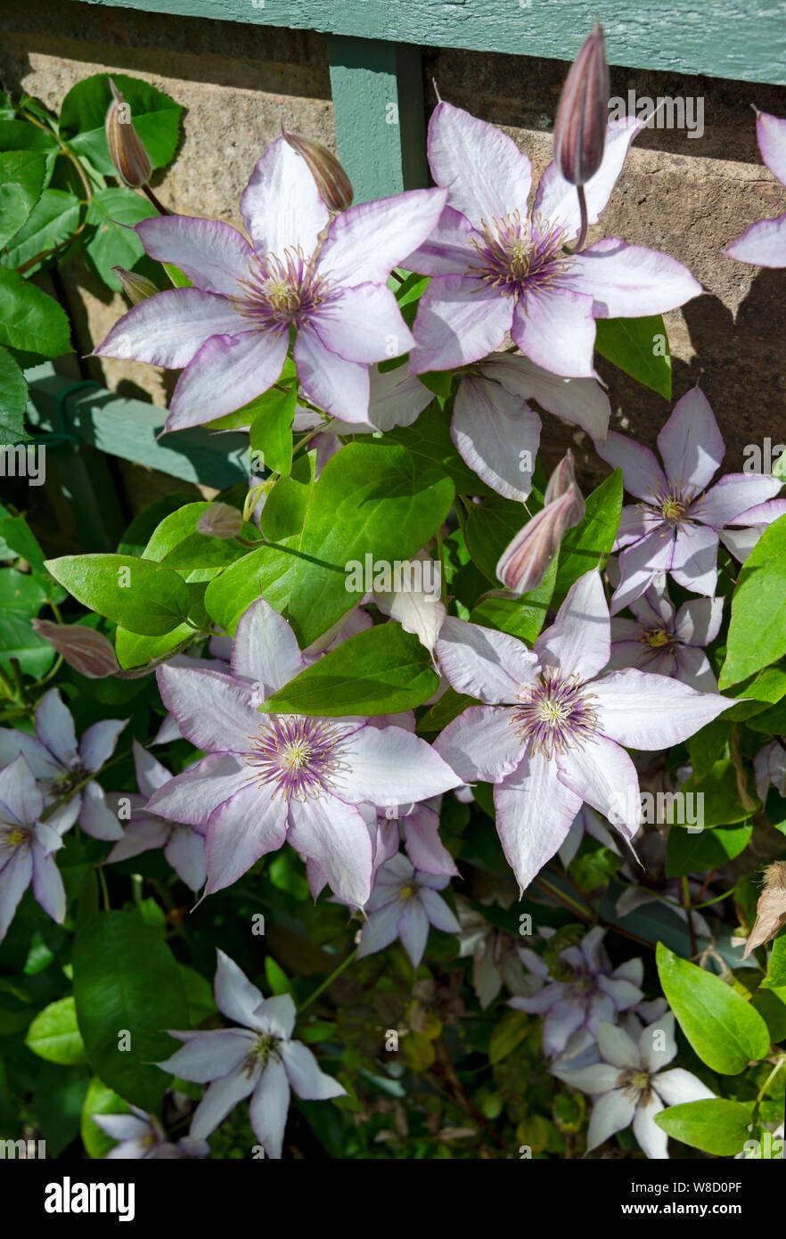 Gros plan de Clematis Samaritan JO fleurs fleuries croissant sur un treillis sur un mur Angleterre Royaume-Uni Grande-Bretagne Banque D'Images