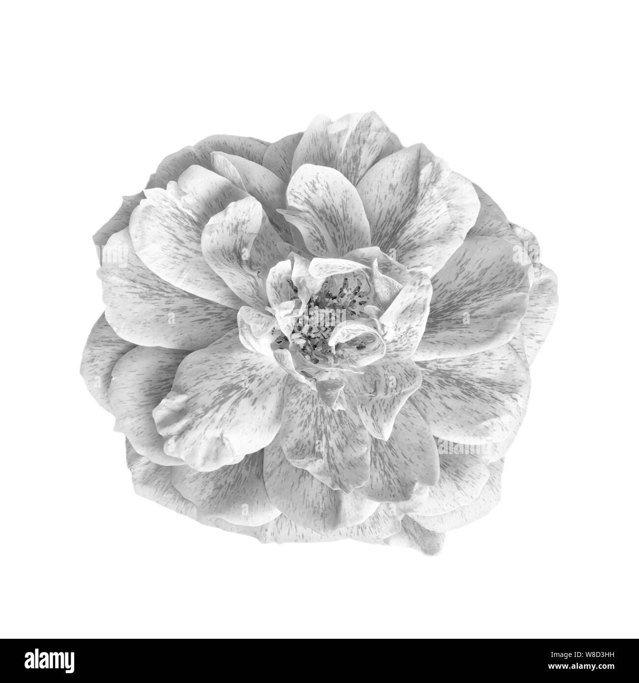 Macro monochrome d'un grand ouvert fleur rose blanche sur fond noir, isolé unique fleurissent en vintage style de peinture avec texture détaillée Banque D'Images