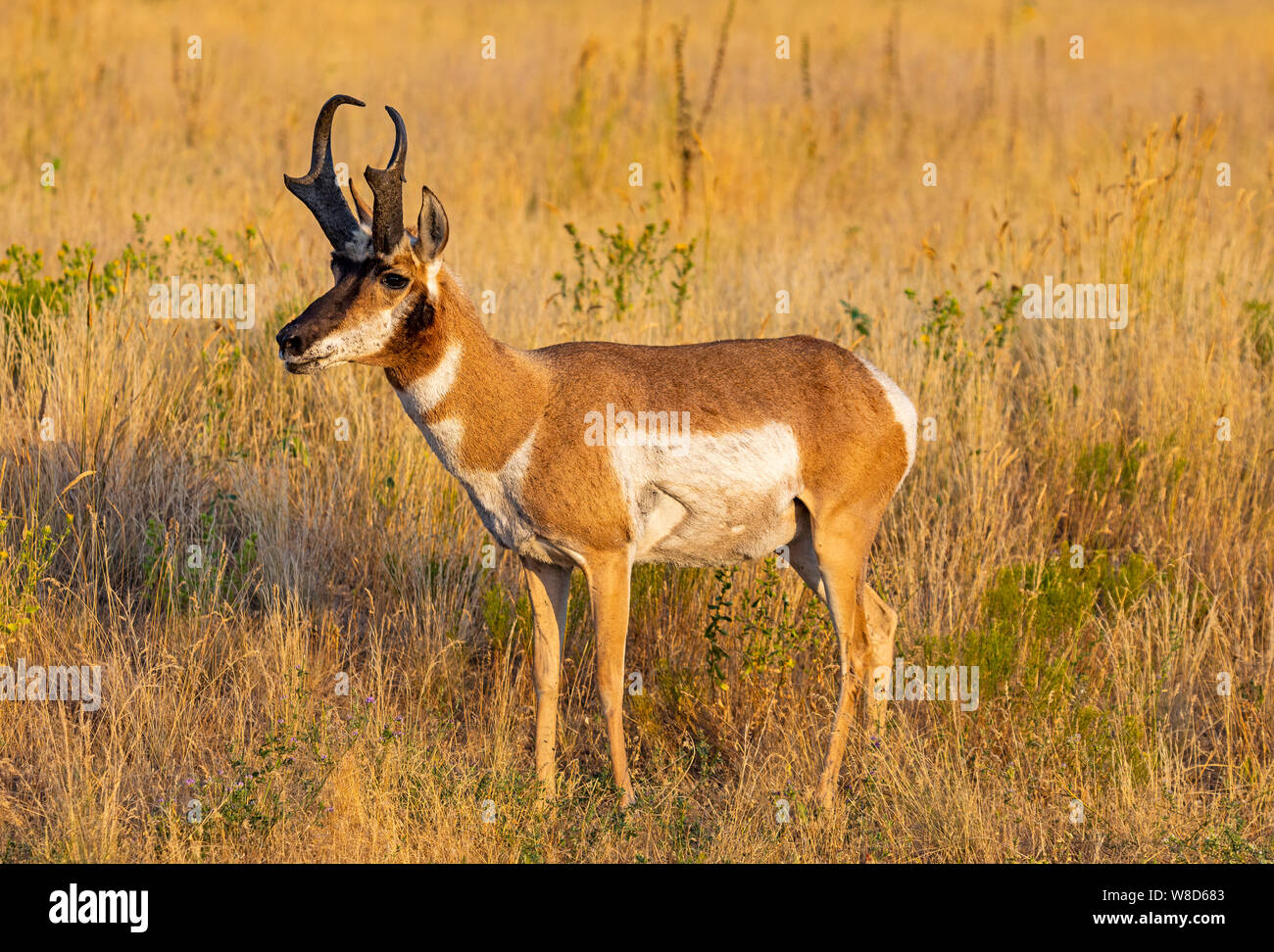 C'est une vue rapprochée d'une antilope mâle (Antilocapra americana), parfois appelé une antilope d'Amérique, sur l'île d'antilope, Utah, USA. Banque D'Images