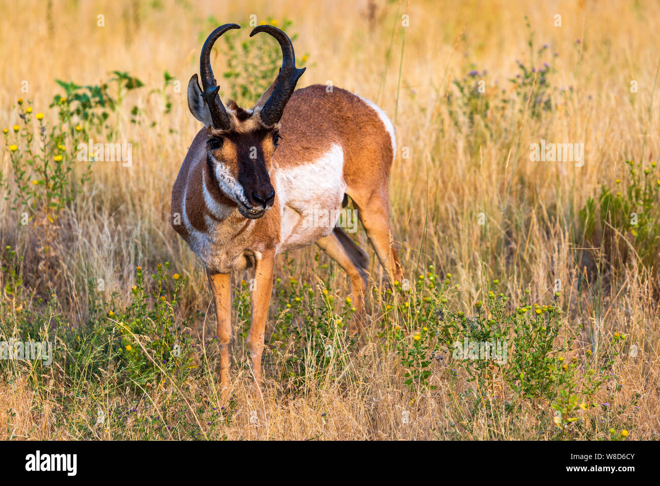 C'est une vue rapprochée d'une antilope mâle (Antilocapra americana), parfois appelé une antilope d'Amérique, sur l'île d'antilope, Utah, USA. Banque D'Images