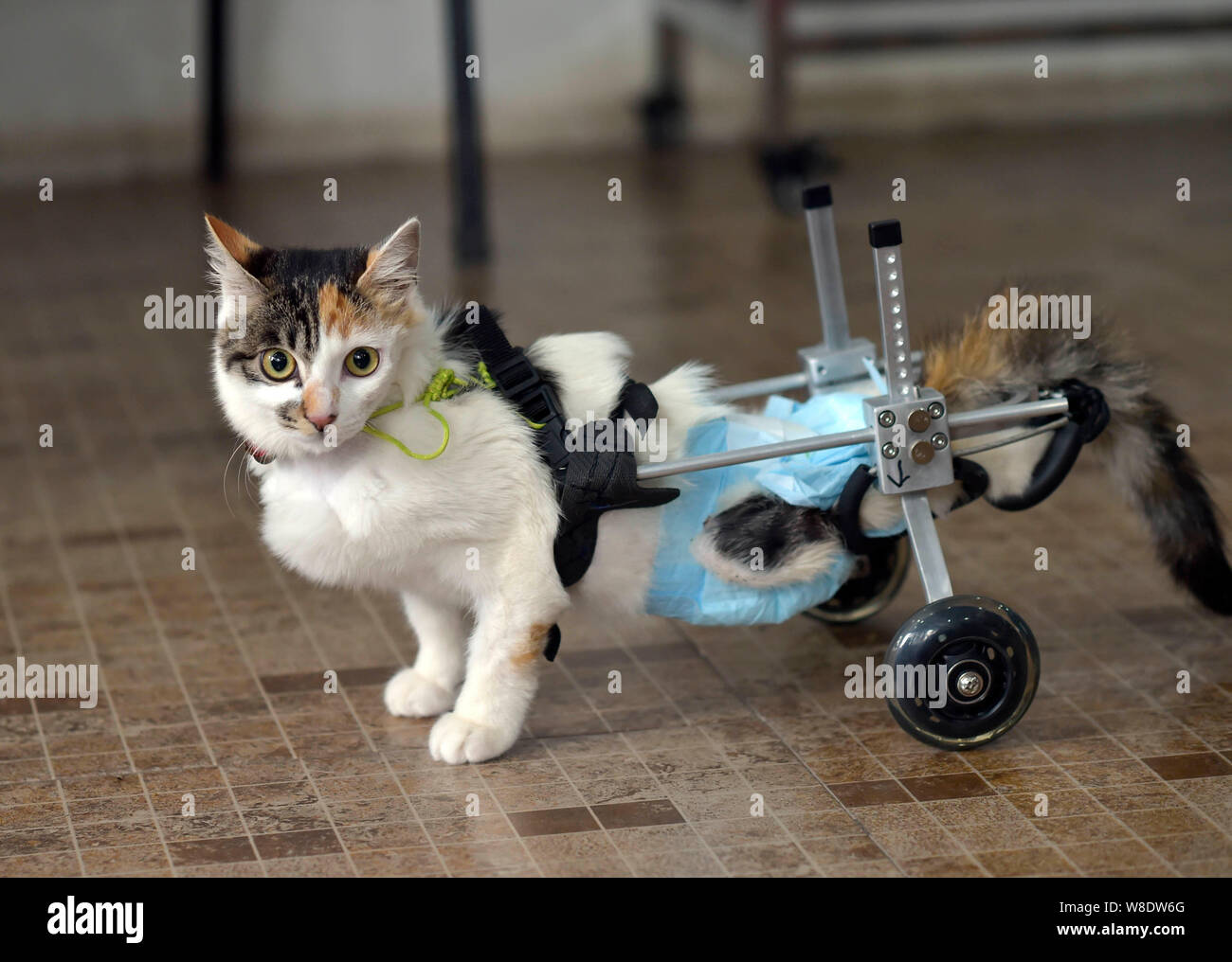 Les Huit Mois Vieux Chat Qui Est Tombe D Un Immeuble De 10 Metres De Haut Est Assistee De Son Renfort A Roues A Un Hopital Pour Animaux A Chongqing Chine 16 M Photo