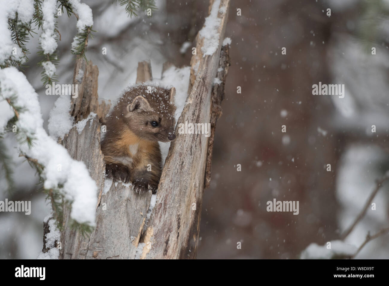 La martre d'Amérique / Baummarder ( Martes americana ) en hiver, assis sur une souche d'arbre lors de chutes de neige, l'air mignon, Montana, USA. Banque D'Images
