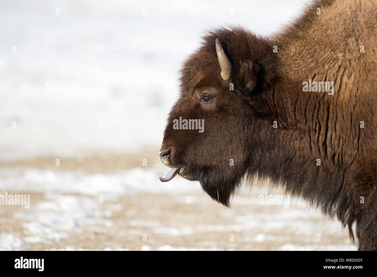 Bison d'Amérique / Amerikanischer ( Bison bison bison ) en hiver, léchant sa langue bleue, très gros plan, le Parc National de Yellowstone, Wyoming, USA. Banque D'Images