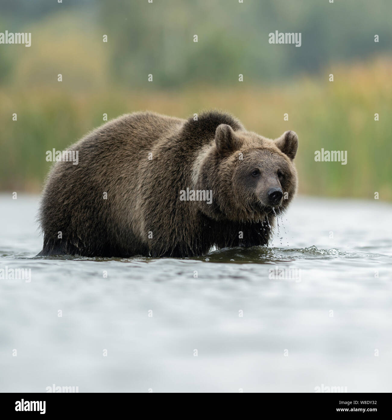 Ours brun / Braunbaer ( Ursus arctos ), jeune adolescent, debout dans l'eau peu profonde, la marche à travers l'eau, en face d'une ceinture de roseaux, de l'Europe. Banque D'Images
