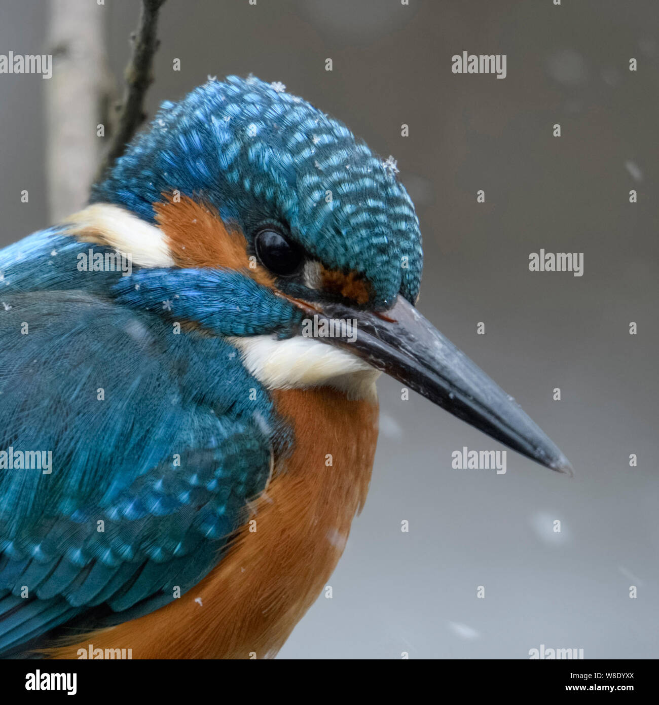 Kingfisher Alcedo atthis eurasien ( ), homme d'hiver froid, neige, perché sur une branche, la chasse, la faune, les plumes de fluffed, l'Europe. Banque D'Images