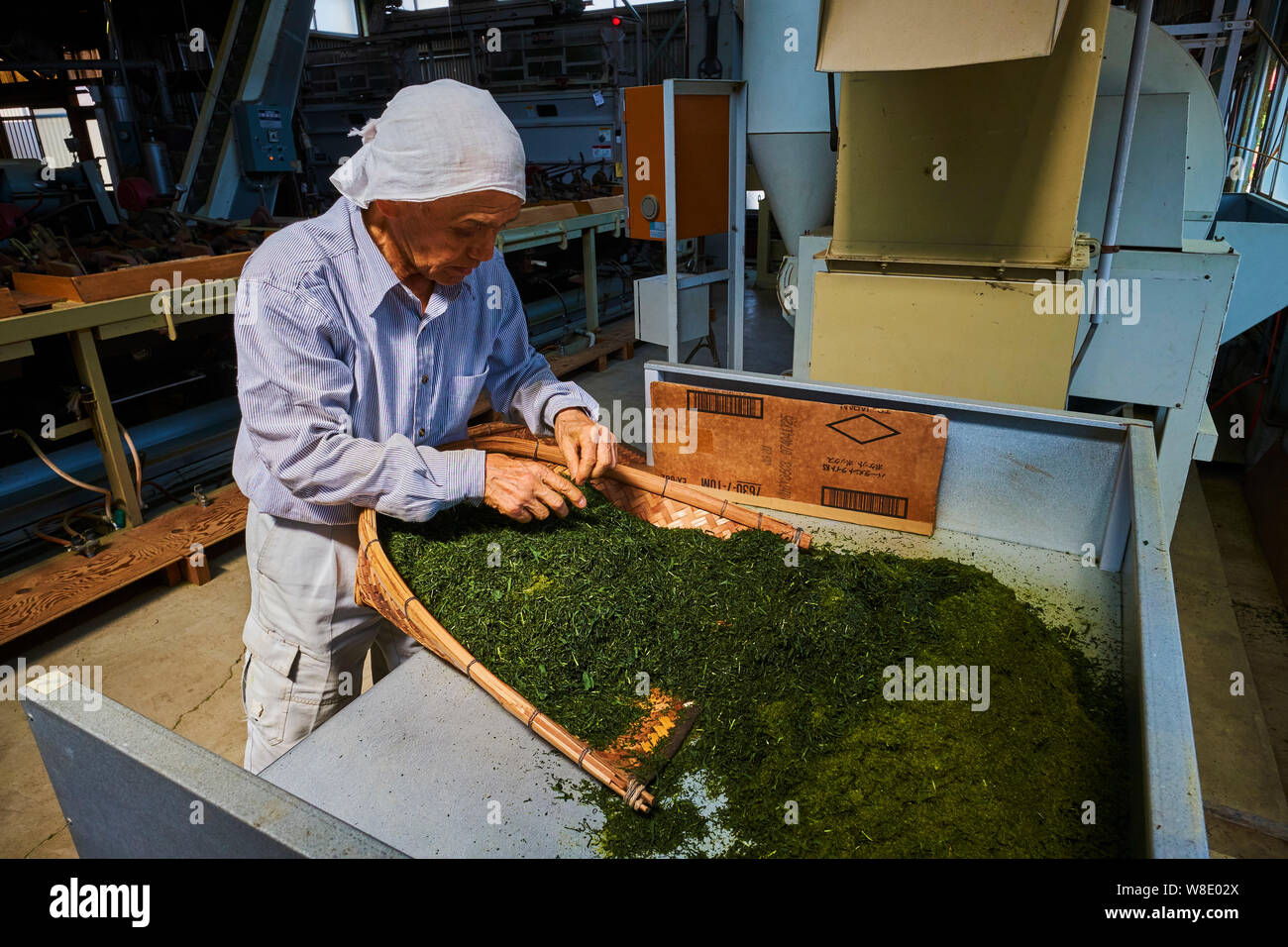 Le Japon, Honshu, usine de thé de Shizuoka, M. Mizuno Mizuno Seicha de Maruichi Banque D'Images