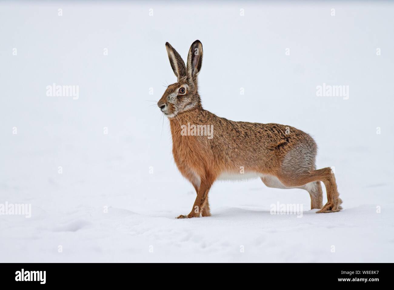 European brown hare, Lepus europaeus, en hiver avec un fond blanc. Vue latérale d'un animal sauvage sur terrain couvert de neige. Banque D'Images