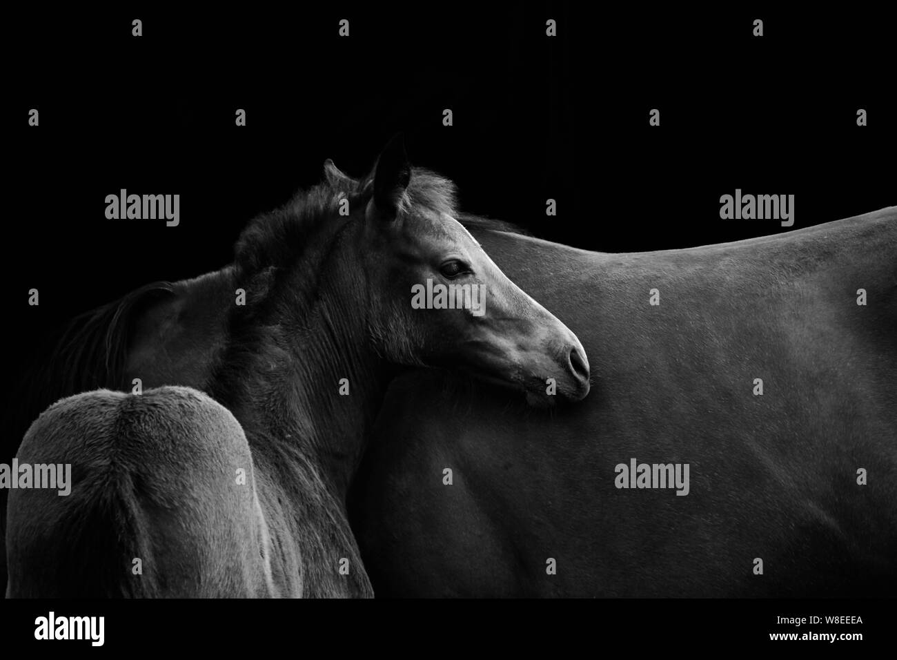 Mare avec cheval foal isolé sur fond noir Banque D'Images