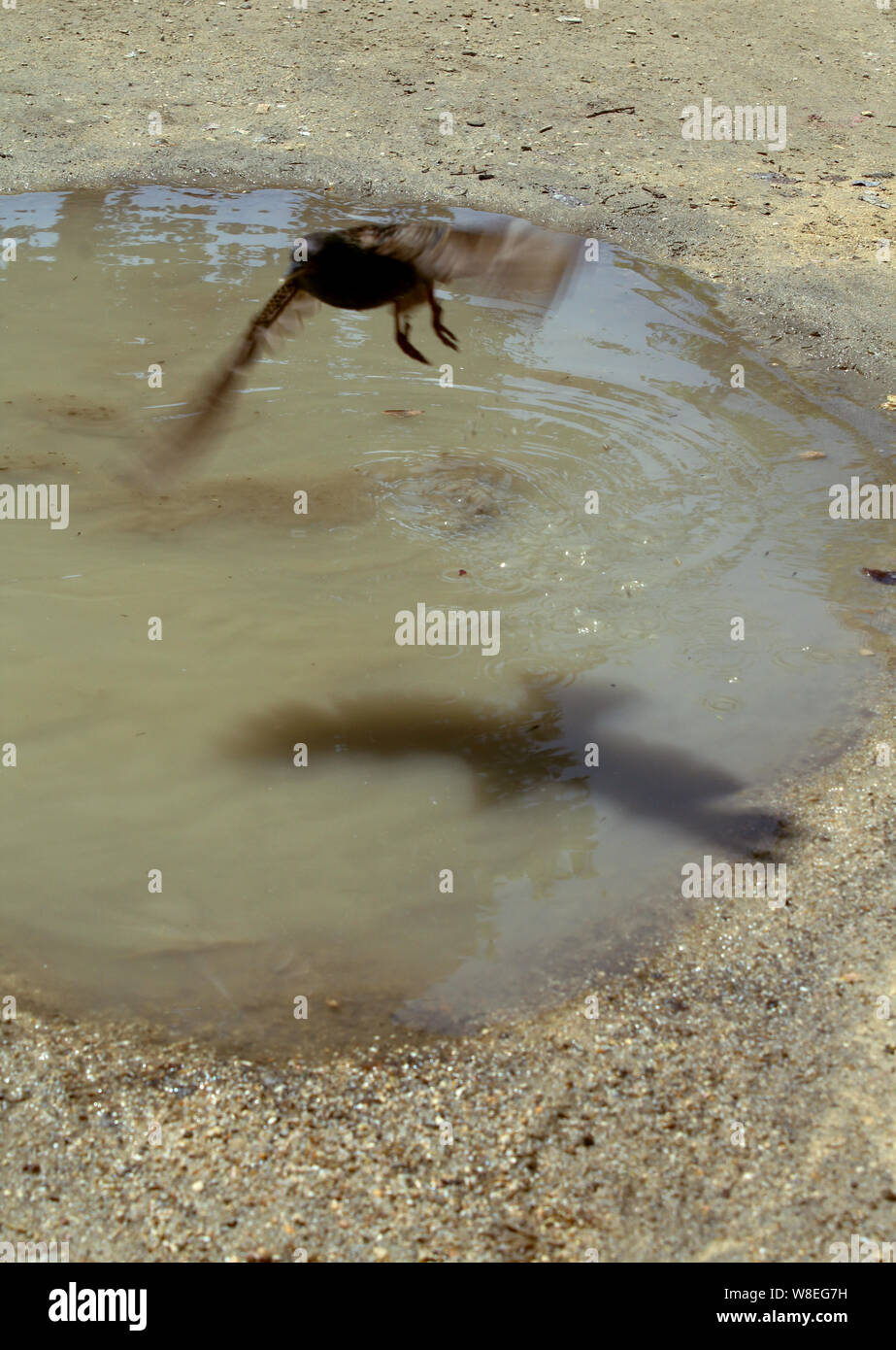 Prendre son envol d'oiseaux Banque D'Images