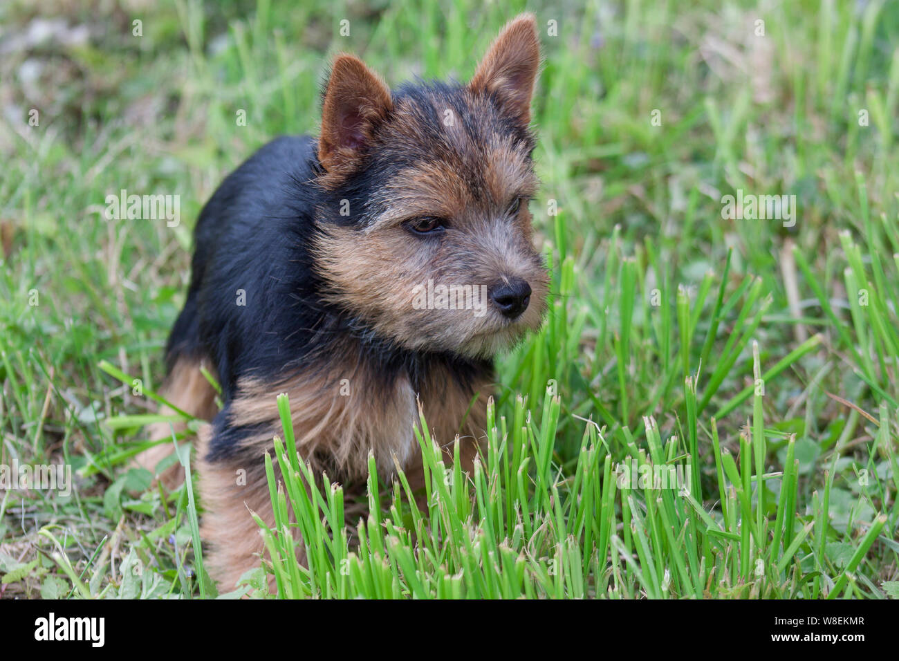 Norwich Terrier puppy est playng sur un pré vert. Animaux de compagnie. Close up. Banque D'Images