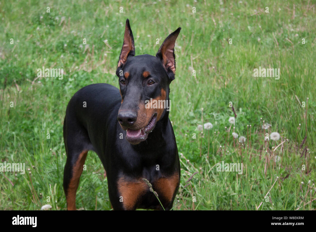 Cute dobermann close up. Animaux de compagnie. Banque D'Images