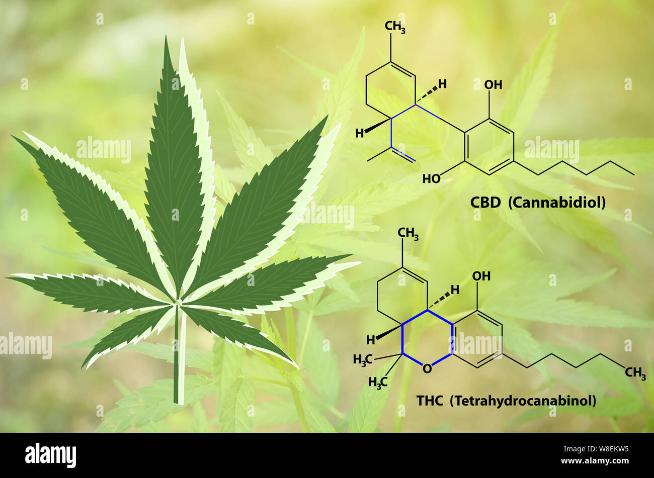La marijuana médicale et structure chimique des ingrédients actifs. Le THC ou tétrahydrocannabinol et la CDB ou le cannabidiol, la substance active dans la plupart marij Banque D'Images