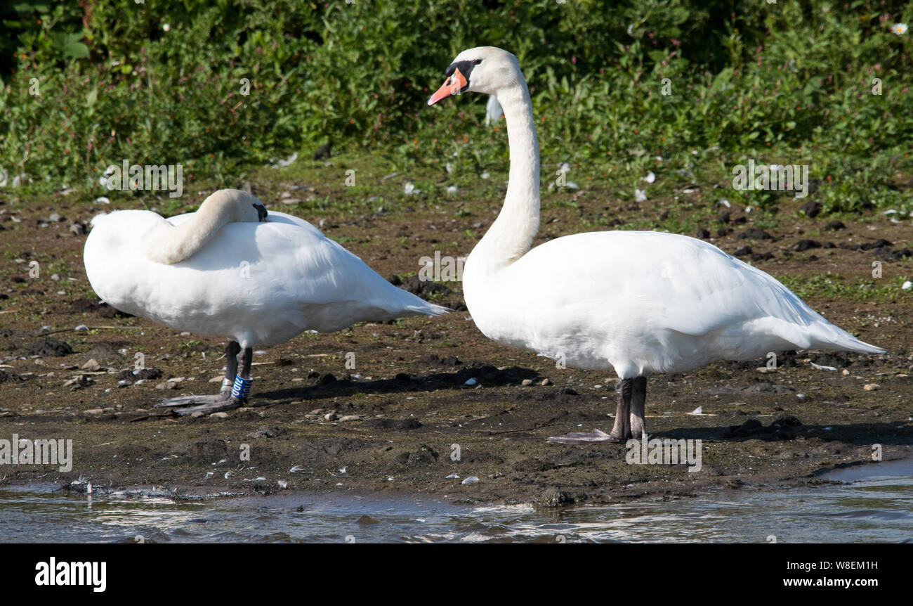 Mute Swan (Cygnus olor) Banque D'Images