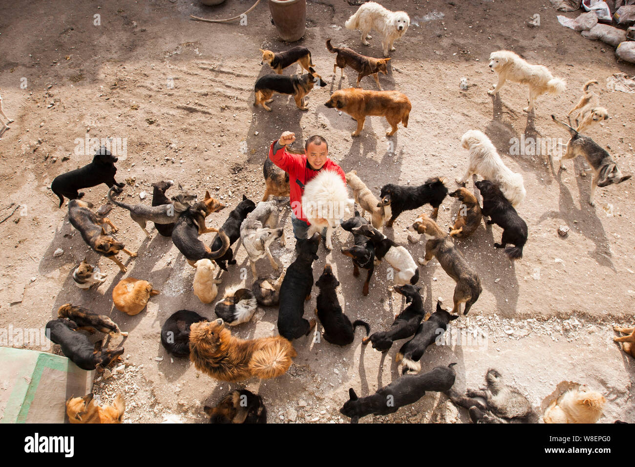 Ancien homme millionnaire chinois Wang Yan (homme) pose avec des chiens qui ont été sauvés par lui à partir de l'abattoir à son animal rescue center de Changchu Banque D'Images