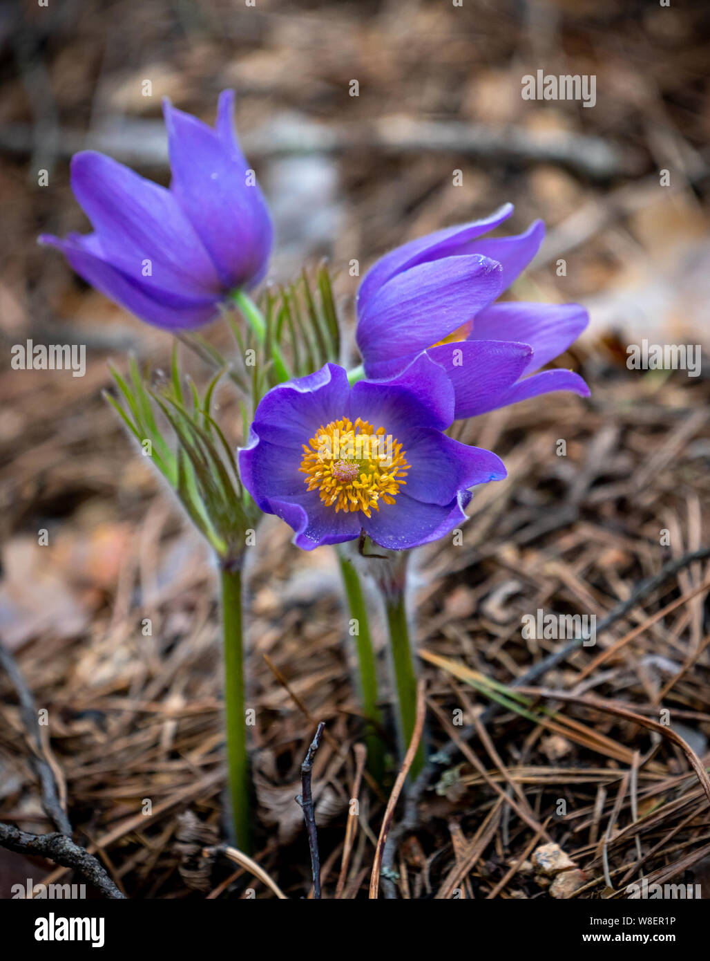 Pulsatilla patens ou de l'Est et de l'anémone à feuilles découpées pasqueflower close-up. Fleur de saison Printemps Banque D'Images