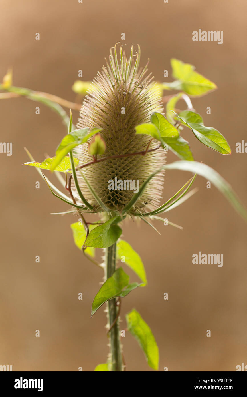 Une tête de cardère, Dipsacus fullonum, liseron des champs qui a grimper autour de lui. Studio photo sur un fond noir en lumière. Nord du Dorset England UK GO Banque D'Images