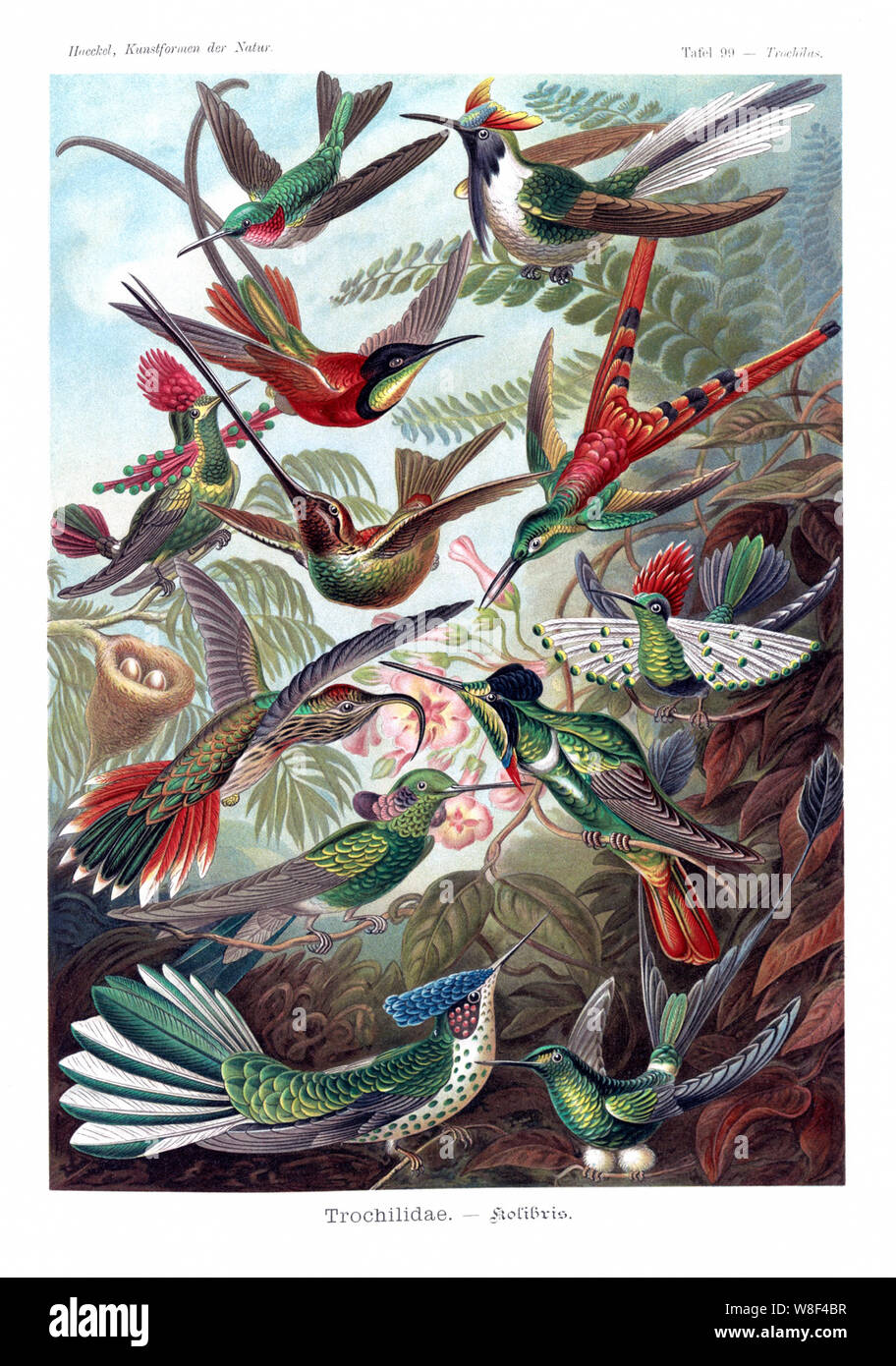 Les colibris oiseaux de paradis poster Banque D'Images