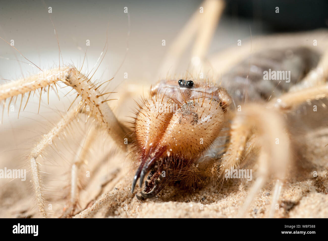 Close up of middle east wind scorpion. Dans le processus de tournage l'araignée n'a pas été blessé, et après il a été libéré dans l'environnement naturel. Banque D'Images