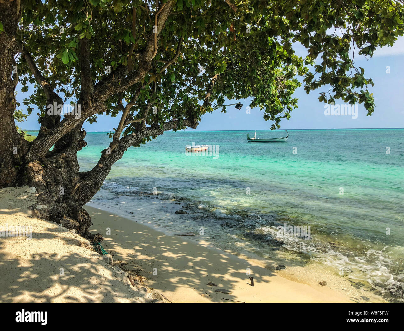 Arbre sur la plage avec des bateaux dans la mer à journée ensoleillée sur l'île Fehendhoo, Maldives Banque D'Images