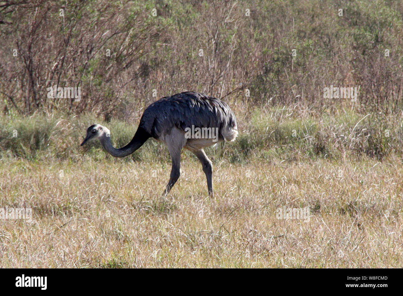 D'ENTRE RÍOS, Vue du Parc National "El Palmar, réserver de palmiers et d'espèces d'origine à 400 kilomètres au nord de Buenos Aires, Argentine Banque D'Images