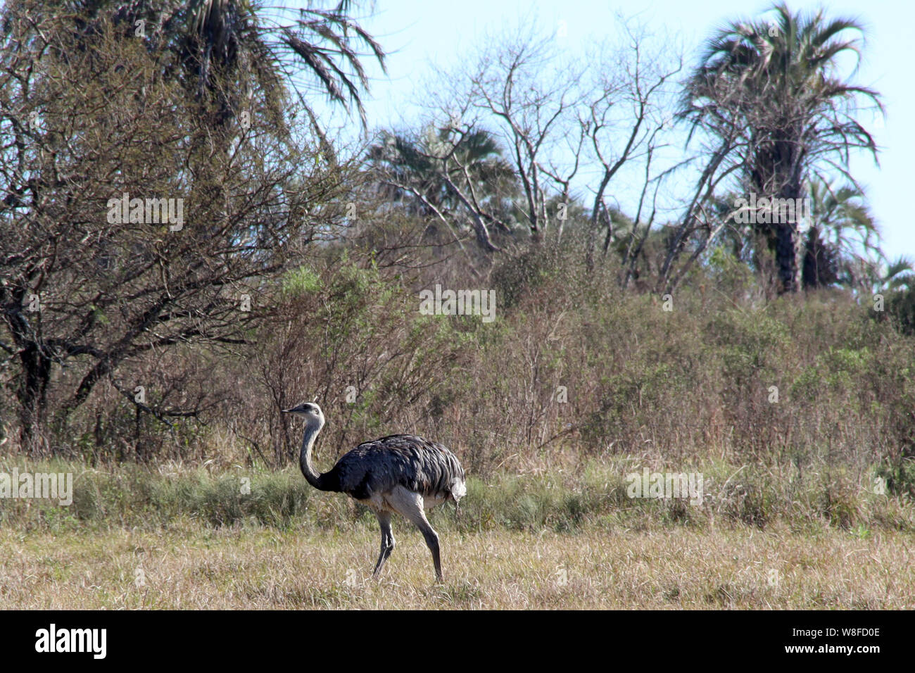 D'ENTRE RÍOS, Vue du Parc National "El Palmar, réserver de palmiers et d'espèces d'origine à 400 kilomètres au nord de Buenos Aires, Argentine Banque D'Images