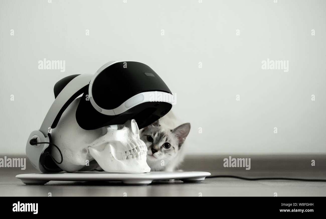 Crâne blanc sur un stand dans un casque de réalité virtuelle. Chat gris concept numérique Banque D'Images