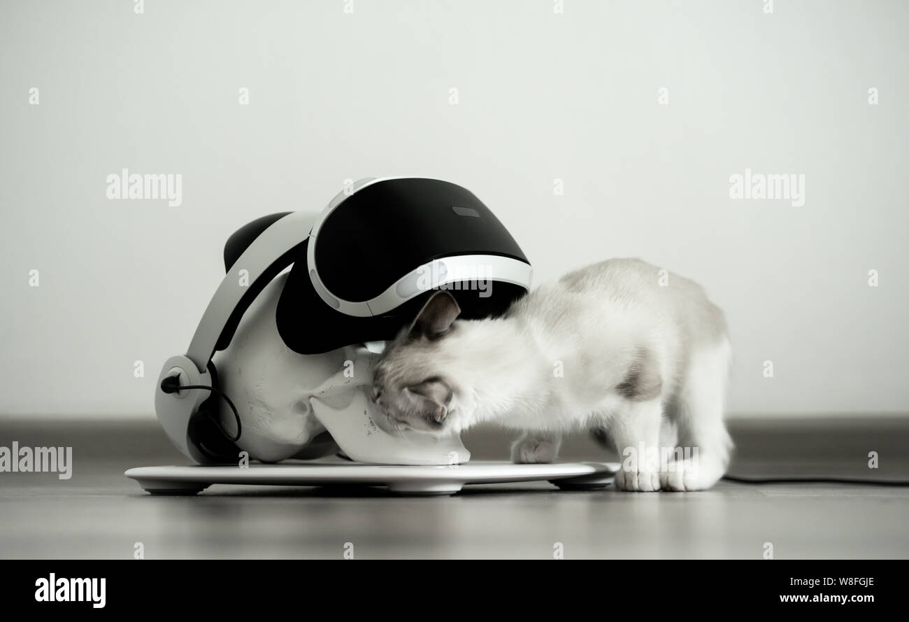 Crâne blanc sur un stand dans un casque de réalité virtuelle. Chat gris concept numérique Banque D'Images