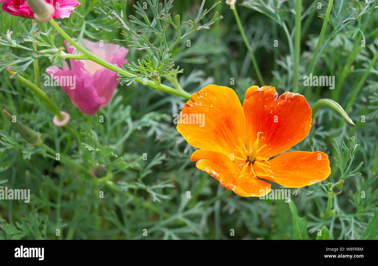Belle fleur orange sur fond de l'herbe verte pousse dans jardin d'ici l'été Banque D'Images