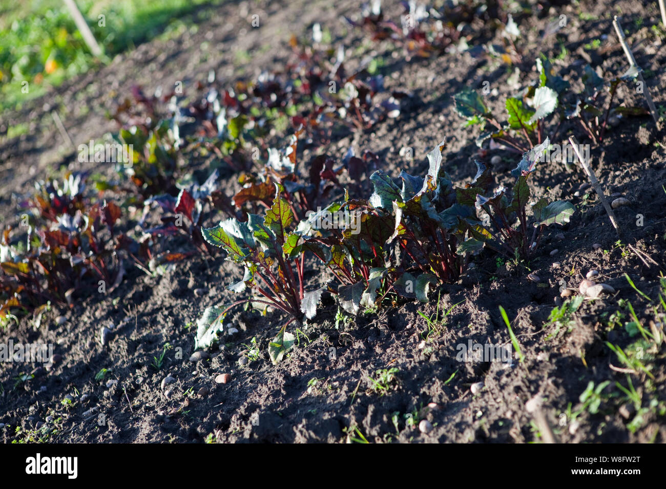 Allotissement sur jardinage Banque D'Images