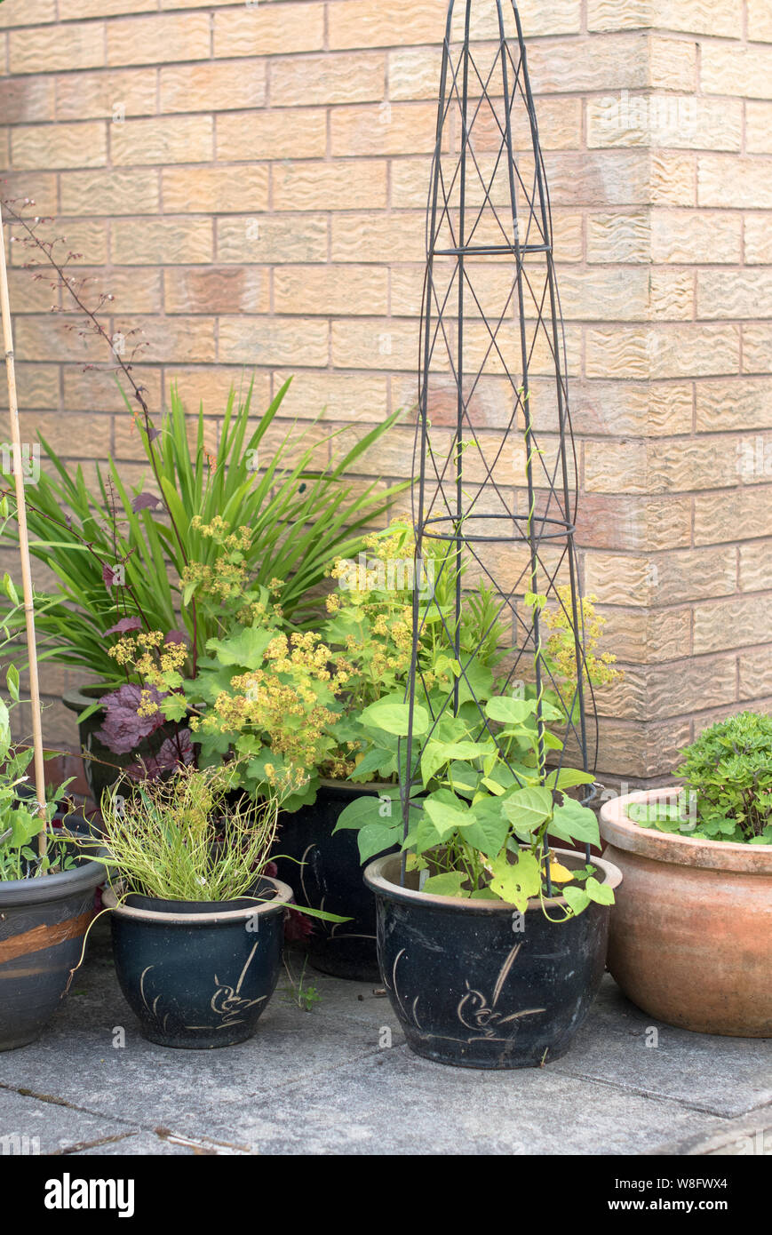 Les plantes en conteneurs contre un mur de la maison y compris certains haricots français grandir un wigwam. Banque D'Images