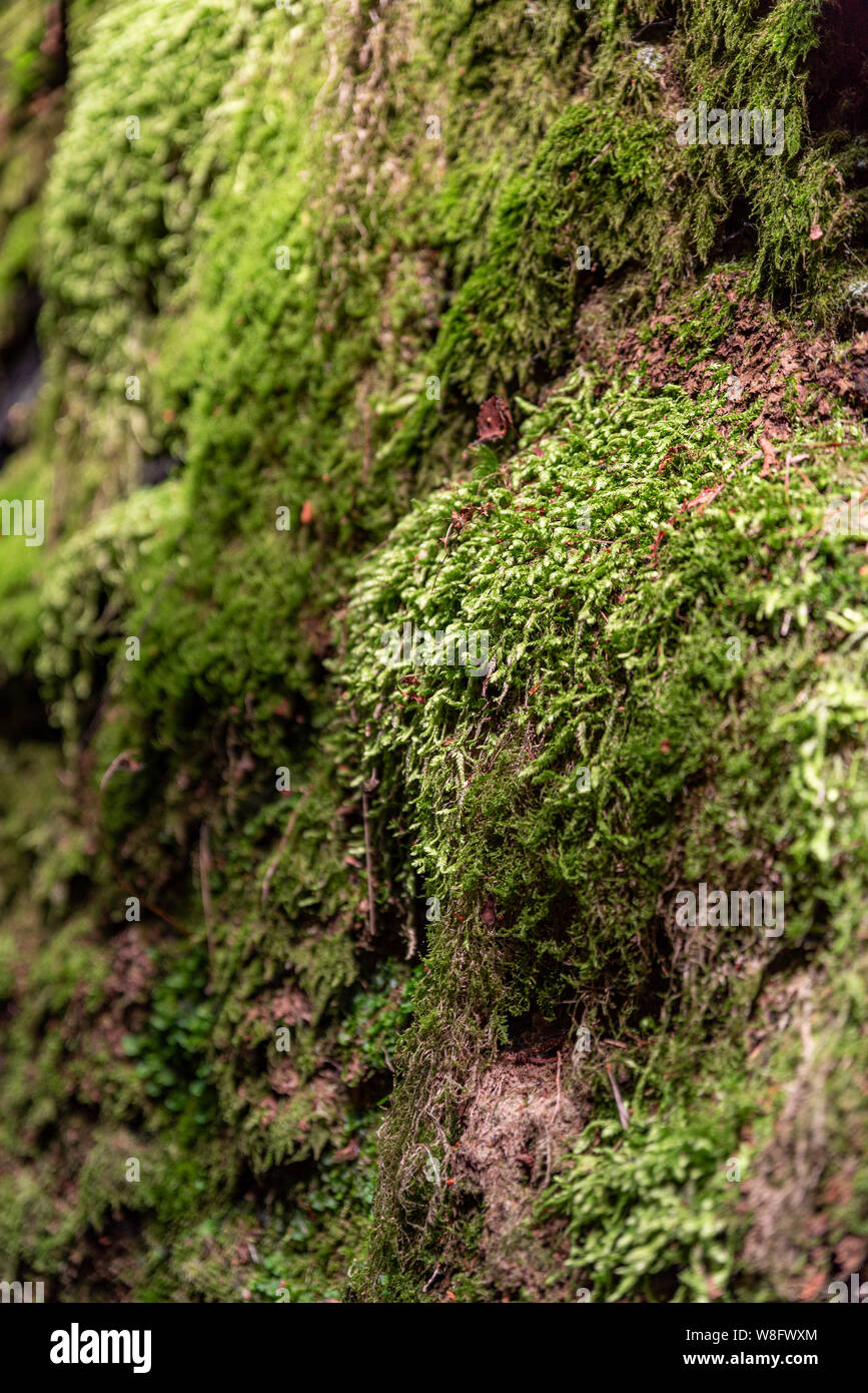 L'église de Lud'abîme de la Sir Gawain et le chevalier vert à la renommée les blattes, dans le Peak District National Park, Royaume-Uni. Banque D'Images