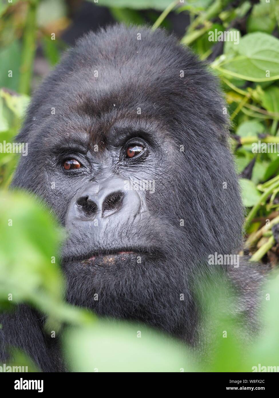 Le gorille des montagnes sauvages de l'Afrique retour d'argent Banque D'Images