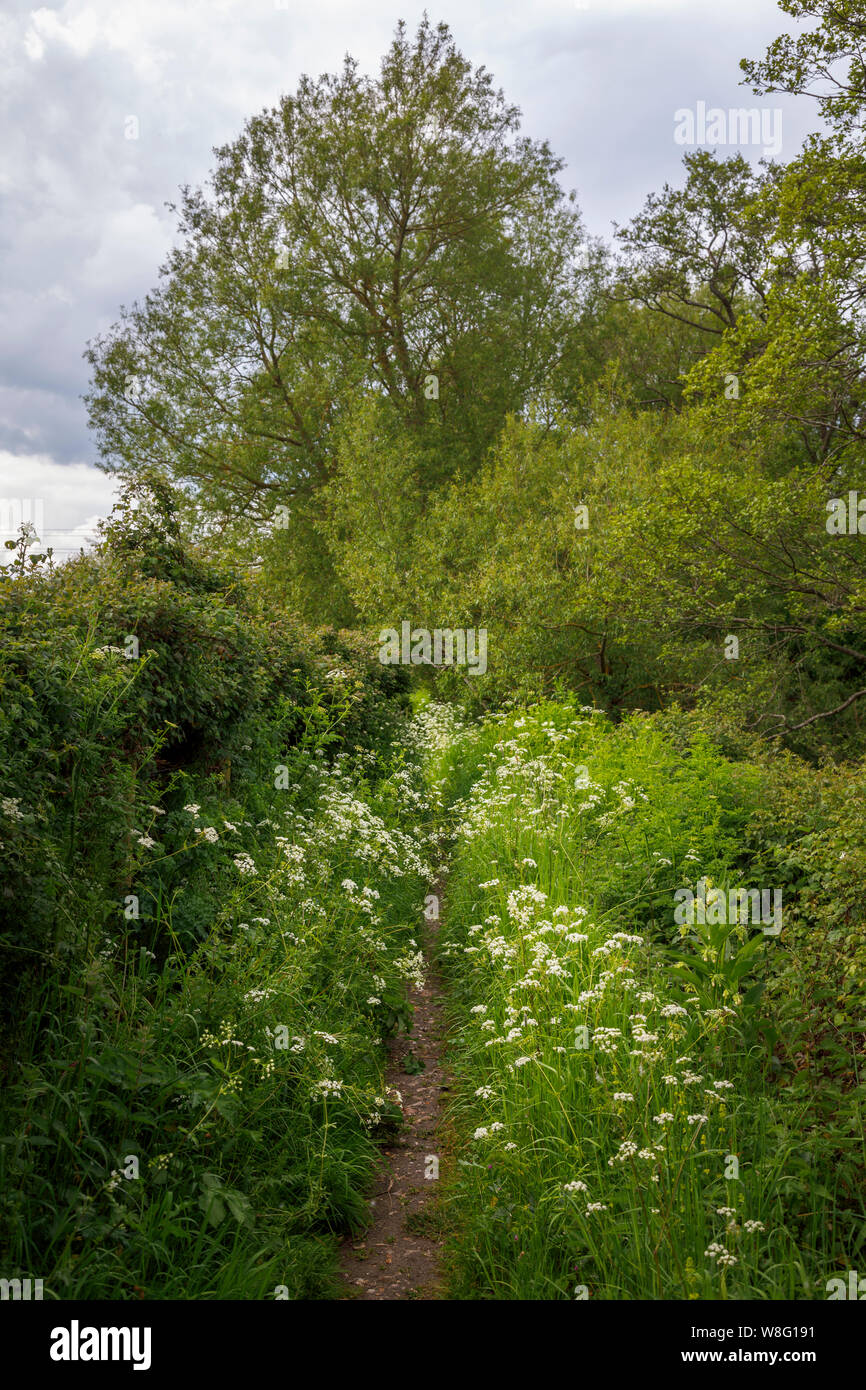 Sentier envahi avec cow parsley le long de la voie d'essai Essai en vallée, Nursling, Redbridge, Southampton, Hampshire, dans le sud de l'Angleterre, Royaume-Uni Banque D'Images