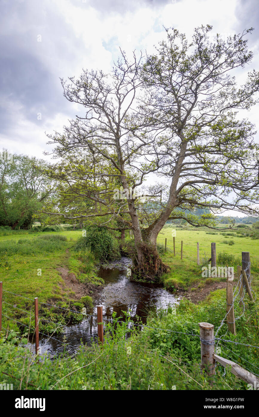 Vue sur campagne environnante avec un arbre par un ruisseau dans un marais en Vallée d'essai le long de la voie d'essai, Nursling, Redbridge, Southampton, Hampshire Banque D'Images