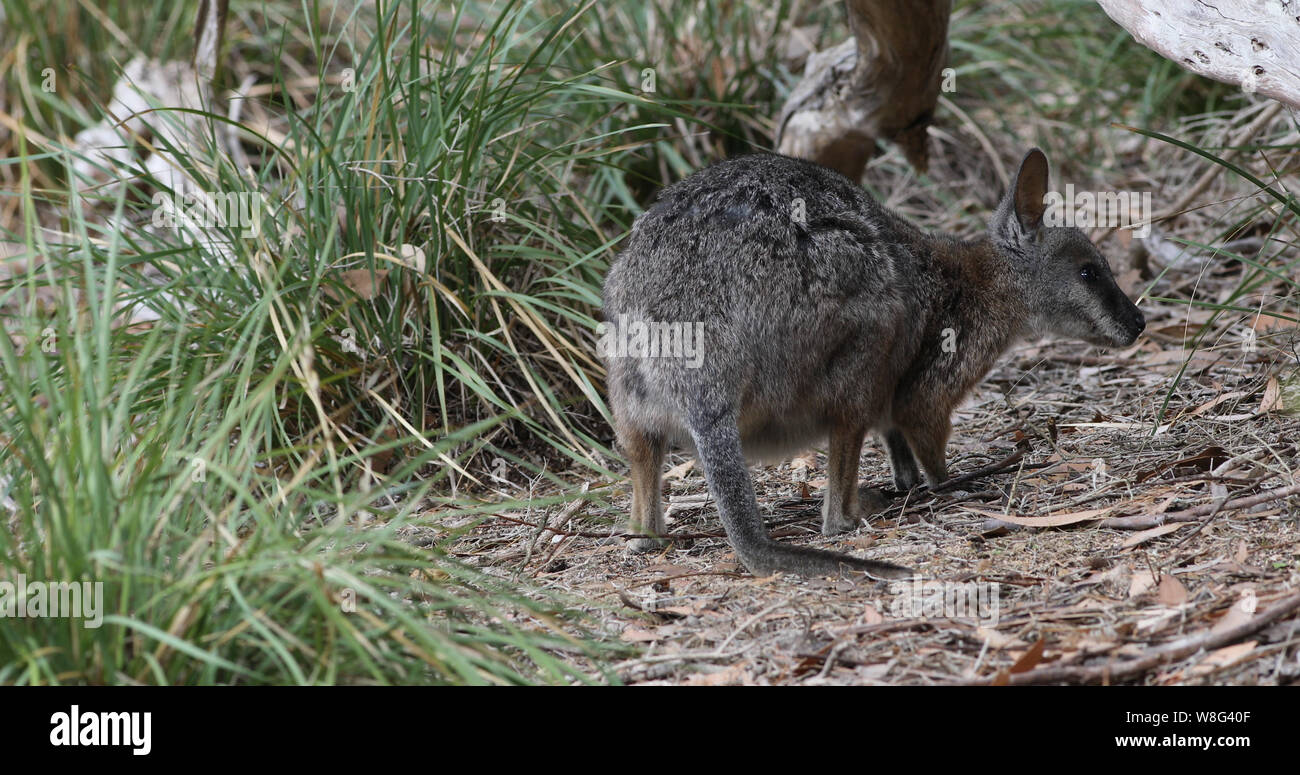 Un wallaby tammar, Macropus eugenii, manger Banque D'Images