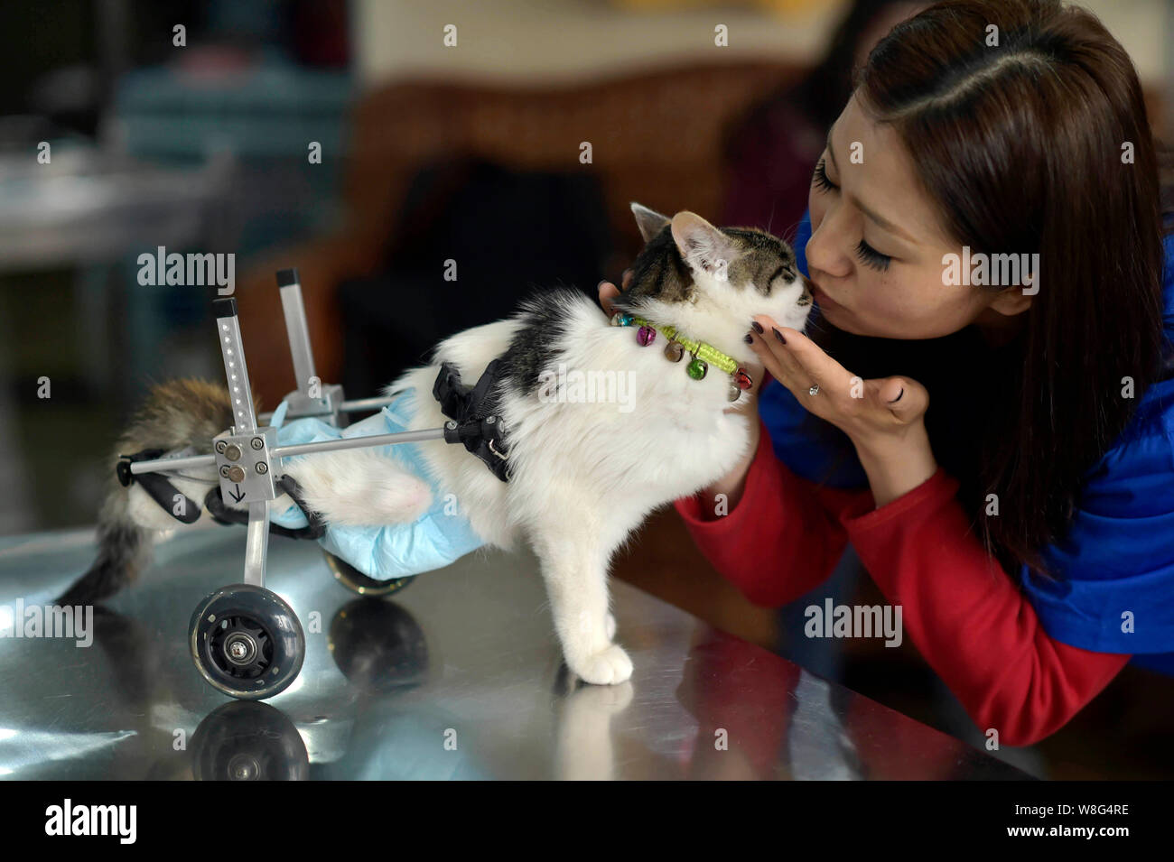 Un Animal Chinois Medecin Embrasse Le Huit Mois Vieux Chat Qui Est Tombe De 10 Metres De Haut D Un Immeuble De Standing Avec Son Renfort A Roues A Un Hopital De Pet Photo Stock