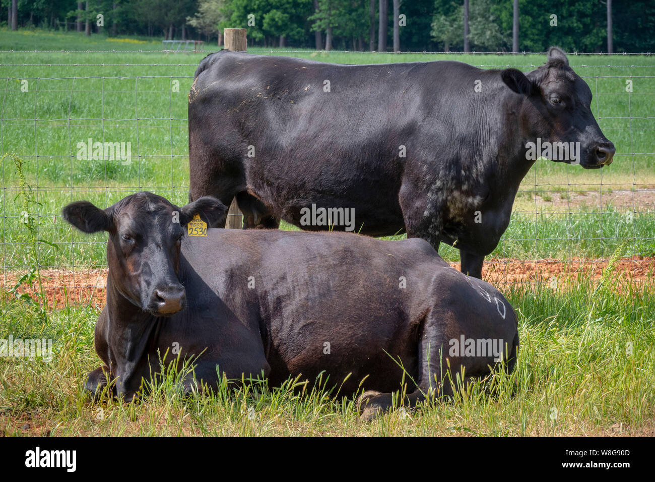 Bovins Angus noir détente sur une ferme de la Géorgie Banque D'Images
