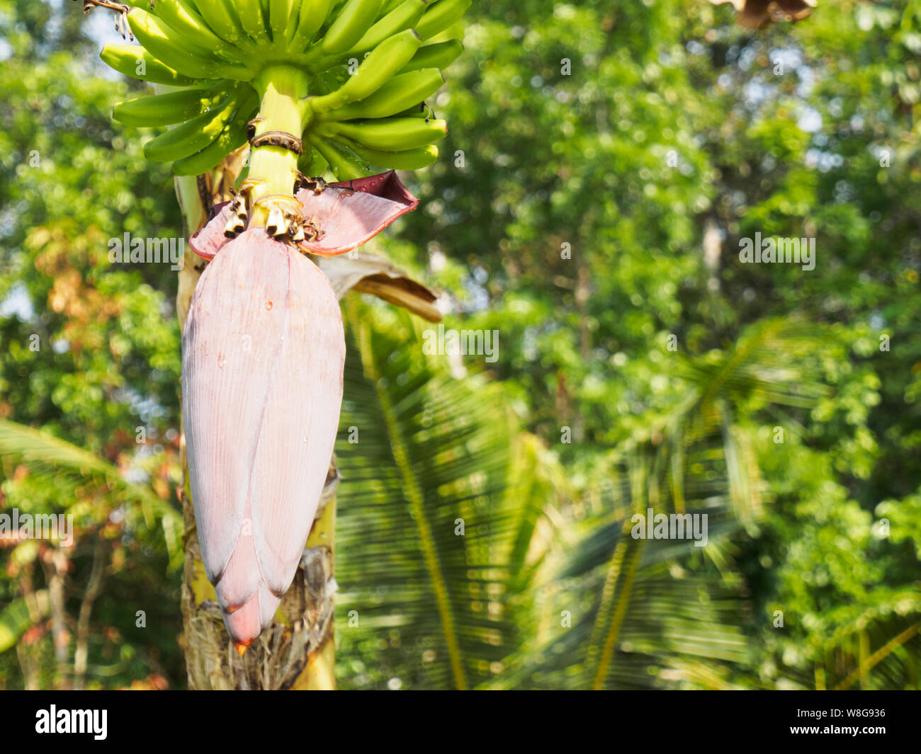 Palm banane (Musa) fleur sur fond vert plantes, Kochi, Kerala, Inde Banque D'Images