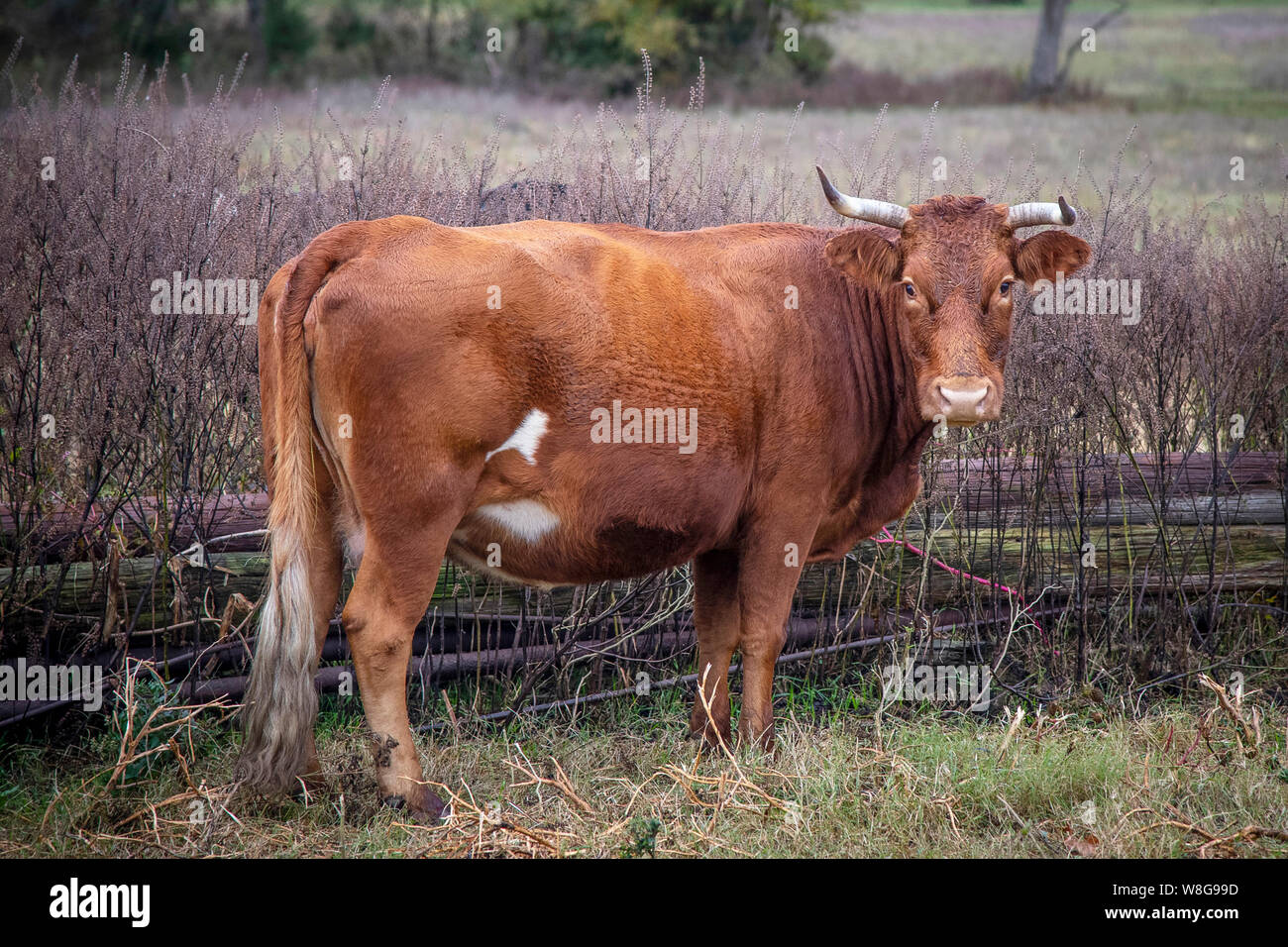 Court avertissement vache dans un champ looking at camera Banque D'Images