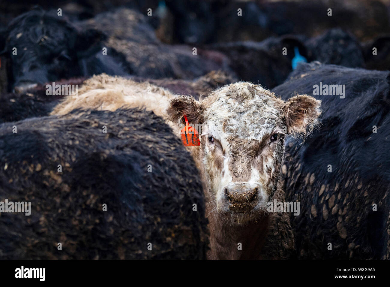 Vache humide dans la pluie avec oreille orange tag identification examine l'appareil photo Banque D'Images
