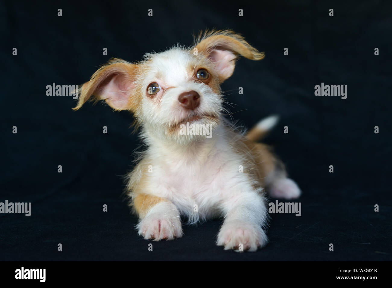 Starpaws photoshoot chiot du sauvetage Neo et Farley. Ne pas adopter shop. Super mignon grandes oreilles Banque D'Images