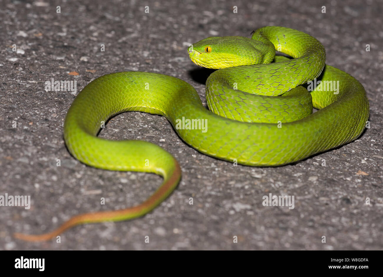 La photo en gros plan d'un White-Lipped (Trimeresurus albolabris Pit Viper) recroquevillé en Thaïlande Banque D'Images