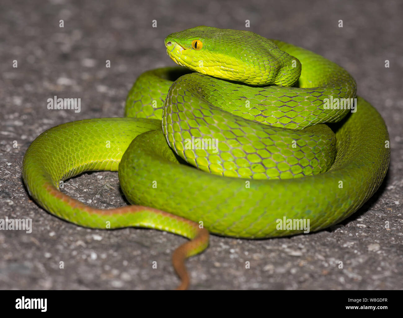 La photo en gros plan d'un White-Lipped (Trimeresurus albolabris Pit Viper) recroquevillé en Thaïlande Banque D'Images