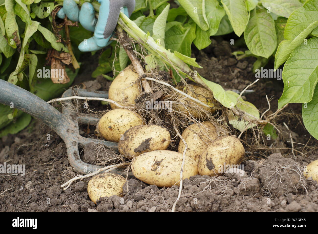 Déterrer des pommes de terre Banque de photographies et d’images à