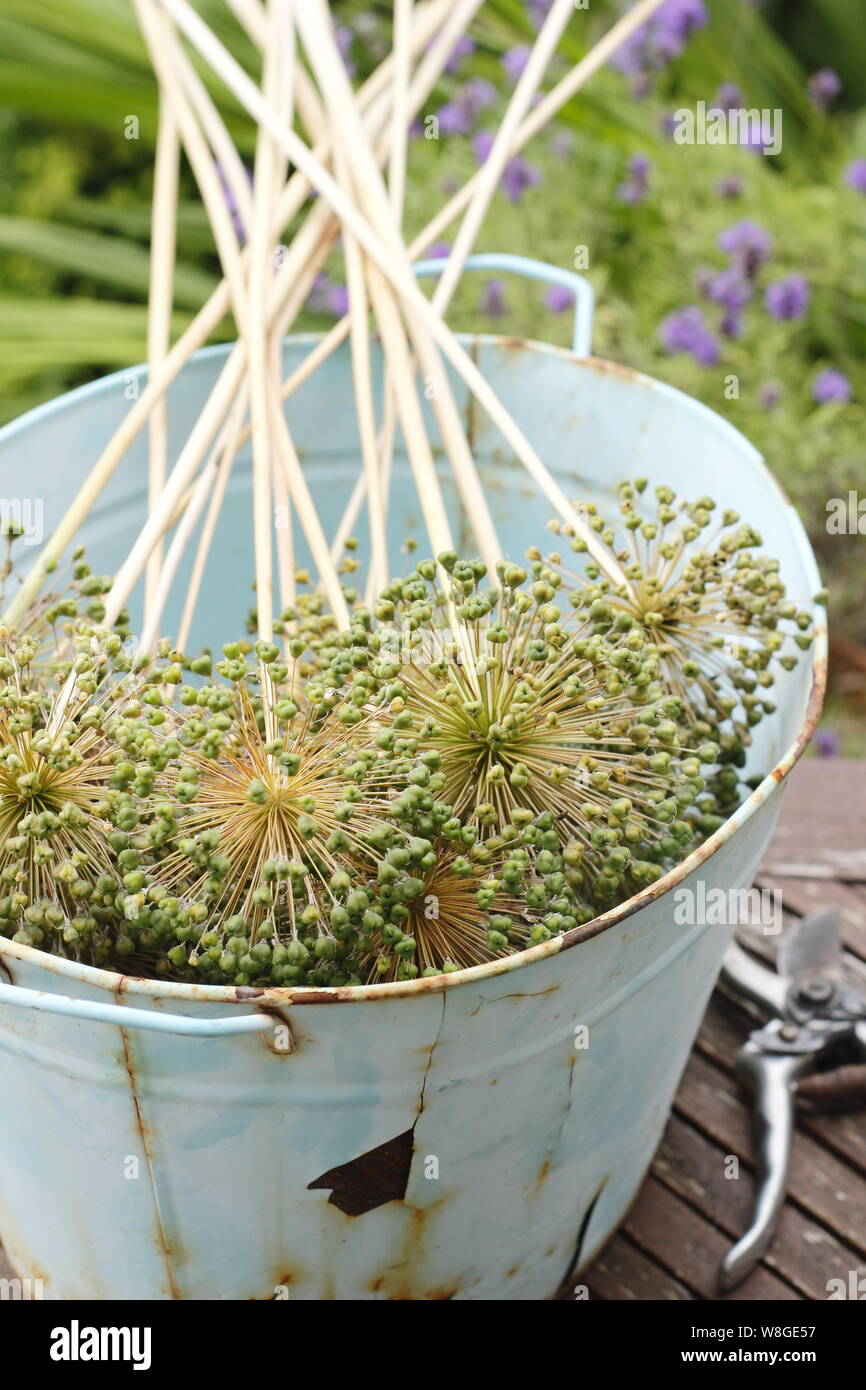 Allium hollandicum 'Purple Sensation'. L'allium seedheads coupés pour le séchage et la conservation des semences. Banque D'Images
