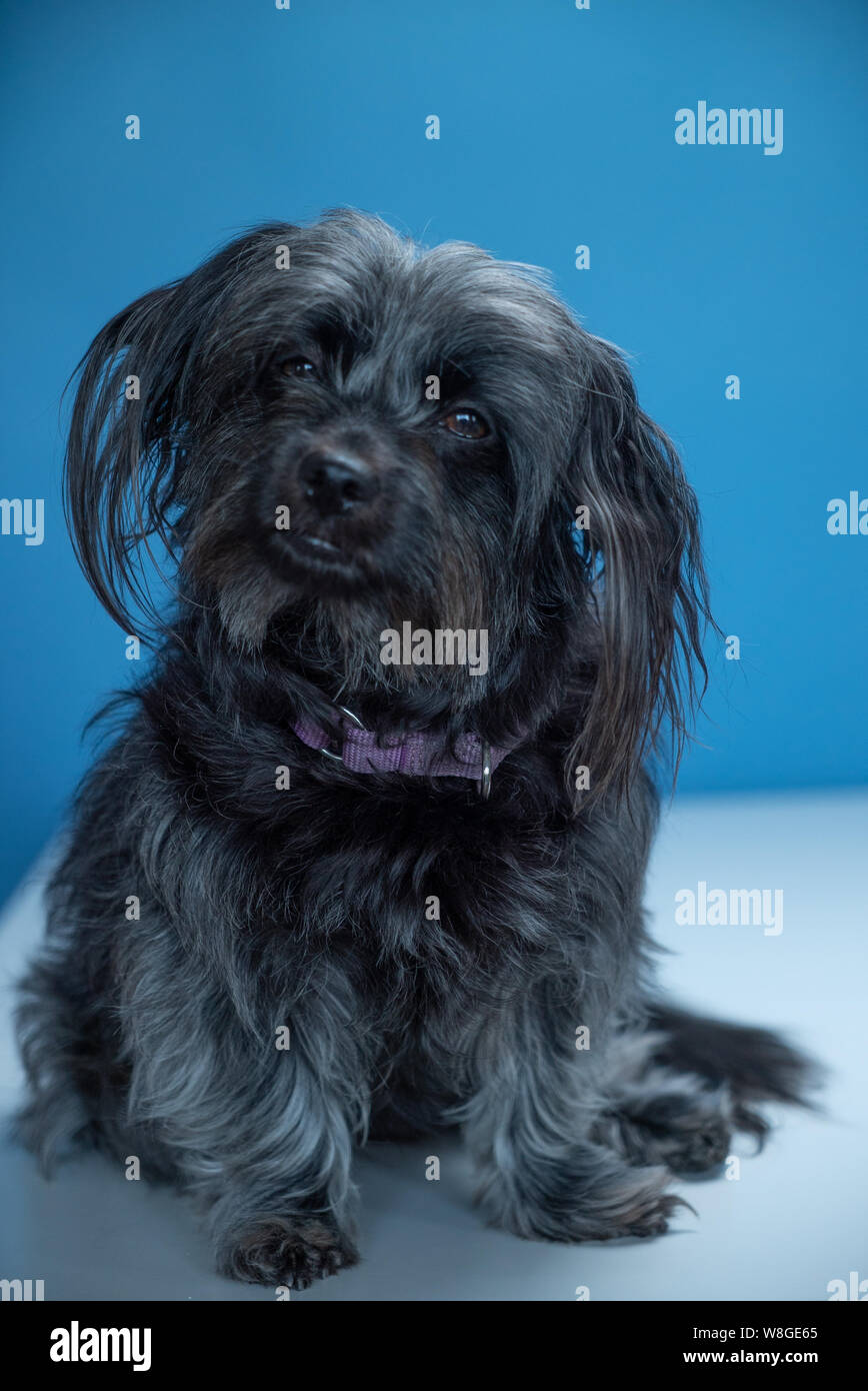 Le Vilain Chien Ninja Instagram Bebe Possedent Pour Interieur Photoshoot Mignon Chiot De Sauvetage Fatigue Shih Tzu Terrier Mix Donne Une Attitude Et Des Bandes Photo Stock Alamy